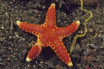 Sea Star preparing to reproduce asexually by fission Bali