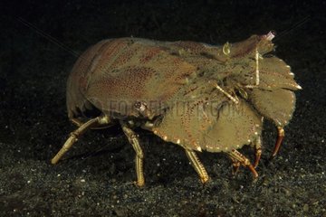 Flathead Lobster Sulawesi Indonesia