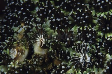 Coral Barnacle living among Hard coral Sulawesi Indonesia