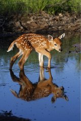 Young White-tailed deer walking in water Minnesota USA