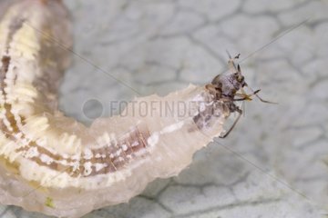 Syrphe larvae on a leaf eating insects