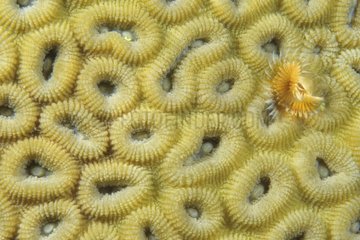 Coral Barnacle living among Hard coral Sulawesi Indonesia