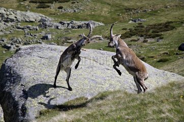 Fights male Ibexes in the Sierra of Gredos Spain