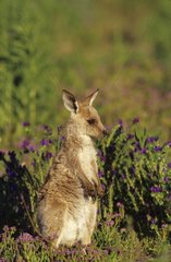 Eastern Grey Kangaroo joey Warrumble National Park