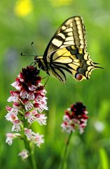 Old World Swallowtail catch on an inflorescence July France