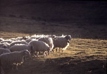 Troupeau de Moutons au coucher de soleil France