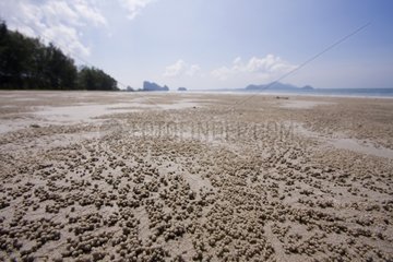 Drawings of Crabs on sand Thailand