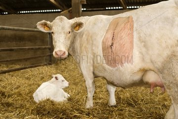 Kuh mit seinem Kalb nach einem Kaiserschnitt Frankreich