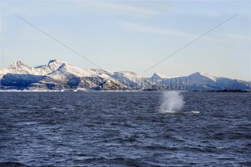 Whale close to the islands of Lofoten in Norway