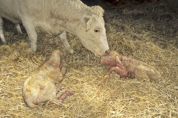 Kuh und seine Neugeborene verlängert sich im sauberen Stroh