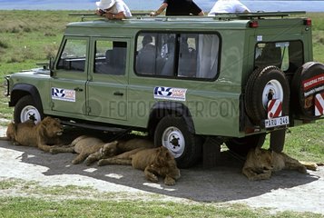 Lions and Lioness lying under tourists car Tanzania