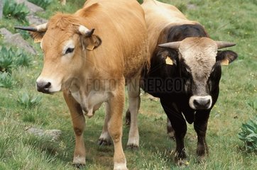 Kuh- und Bullenrennen Aubrac Frankreich