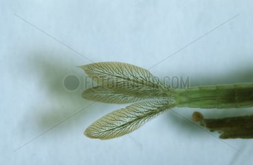 Gill of a dragonfly larva Espagne