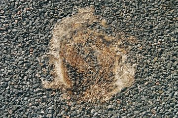 Hedgehog crushed on an asphalt road Mitterand