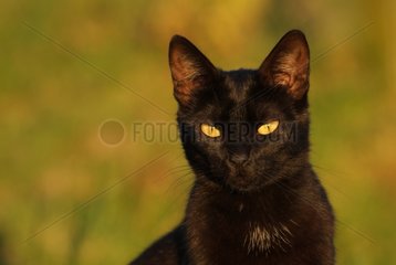 Portrait of a black adult cat France