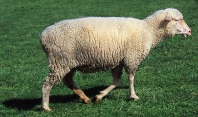 Merino Schafe im Gras laufen