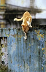 Red and white cat about to jump Calcutta India