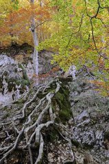 Fallwaldlandschaft hoch im Abruzzo Italien