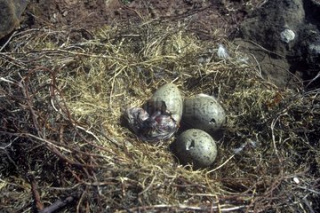 Herring gull eggs hatching Orkney islands Scotland