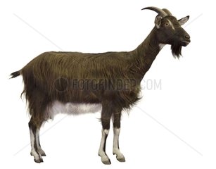 Poitevine goat on white background
