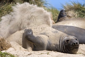 Elephant seal splashing itself with sand in Falkland Islands