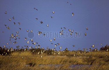 Enten in einem Sumpfspanien