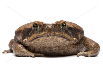 Marine Toad on white background