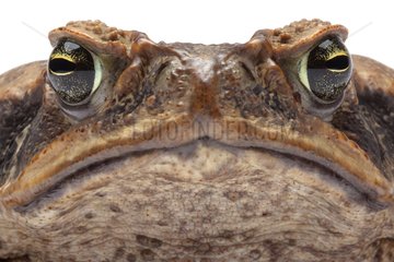 Portrait of Marine Toad on white background
