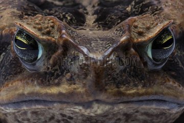 Portrait of Marine Toad