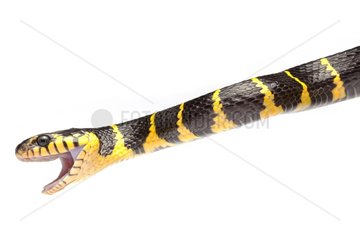 Portrait of Mangrove Snake on white background