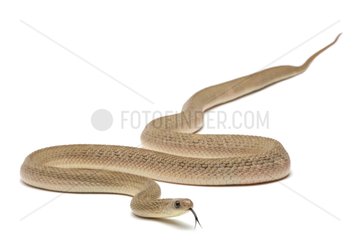 African Egg-eating Snake on white background