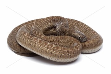 African Egg-eating Snake on white background