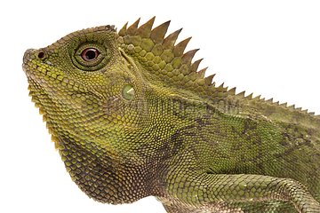 Portrait of Chameleon Forest Dragon on white background