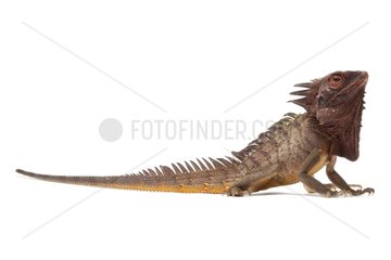 Indonesian Forest Dragon on white background