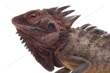 Portrait of Indonesian Forest Dragon on white background