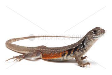 Butterfly Lizard on white background