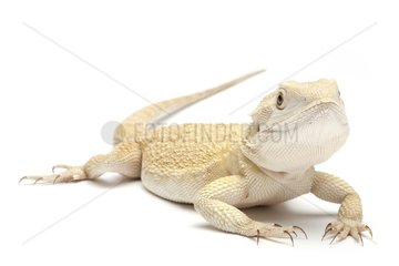 Mitchell's Bearded Dragon on white background