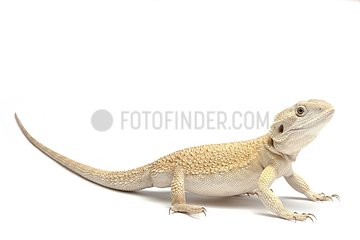 Mitchell's Bearded Dragon on white background