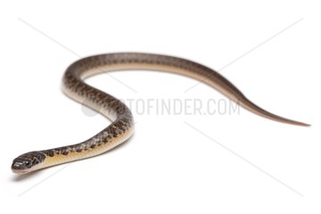 Yellow-bellied Liophis on white background