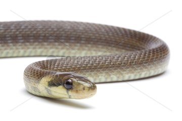 Aesculapean Snake on white background