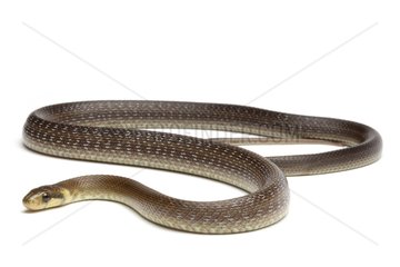 Aesculapean Snake on white background