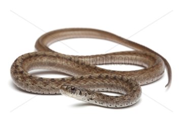 Brown Snake on white background