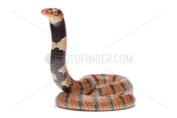 Coral Snake on white background