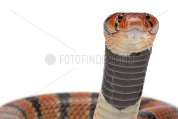 Portrait of Coral Snake on white background