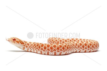 Western Hognose Snake albino on white background