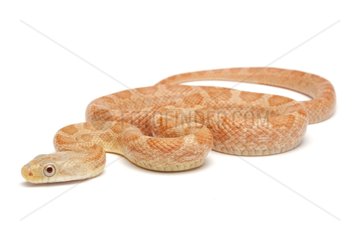 Eastern Rat Snake on white background