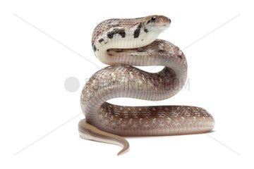 Trinket Snake on white background