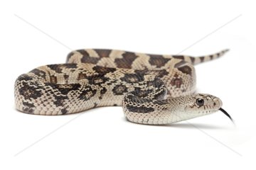 Northern Pine Snake on white background