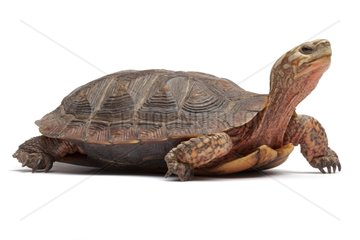 Mexican Spotted Wood Turtle on white background