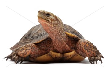 Mexican Spotted Wood Turtle on white background